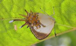 Image of Helicopis cupido Linnaeus 1758