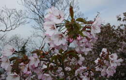 Image de Prunus nipponica Matsum.