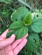 Image of Hibiscus fuscus Garcke