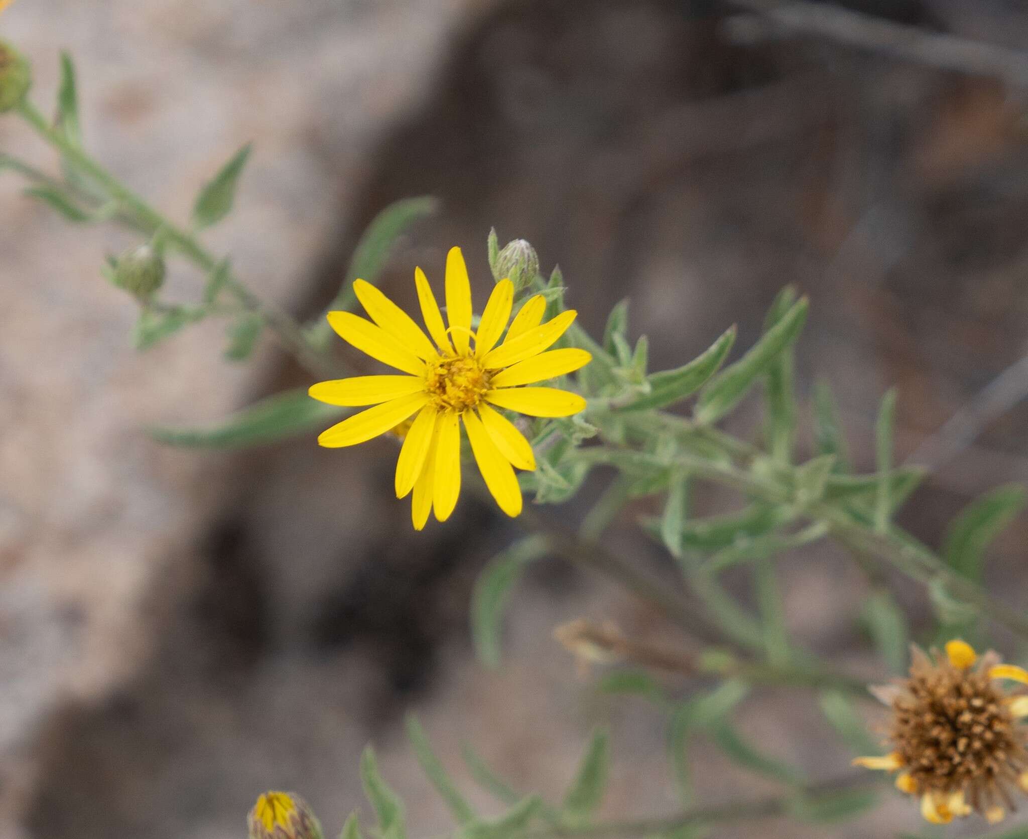 Image of Heterotheca cinerascens (S. F. Blake) G. L. Nesom