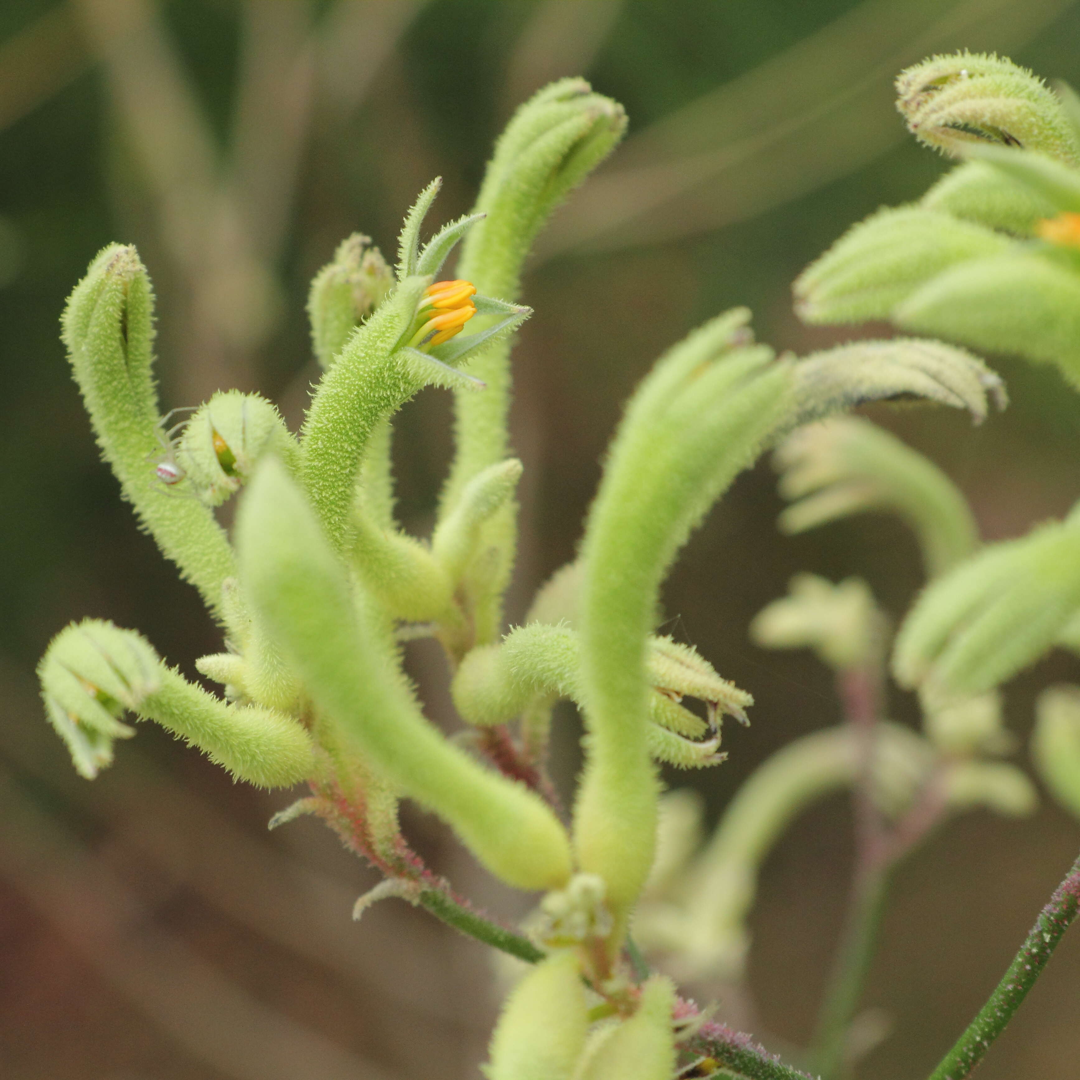 Image of Anigozanthos flavidus Redouté