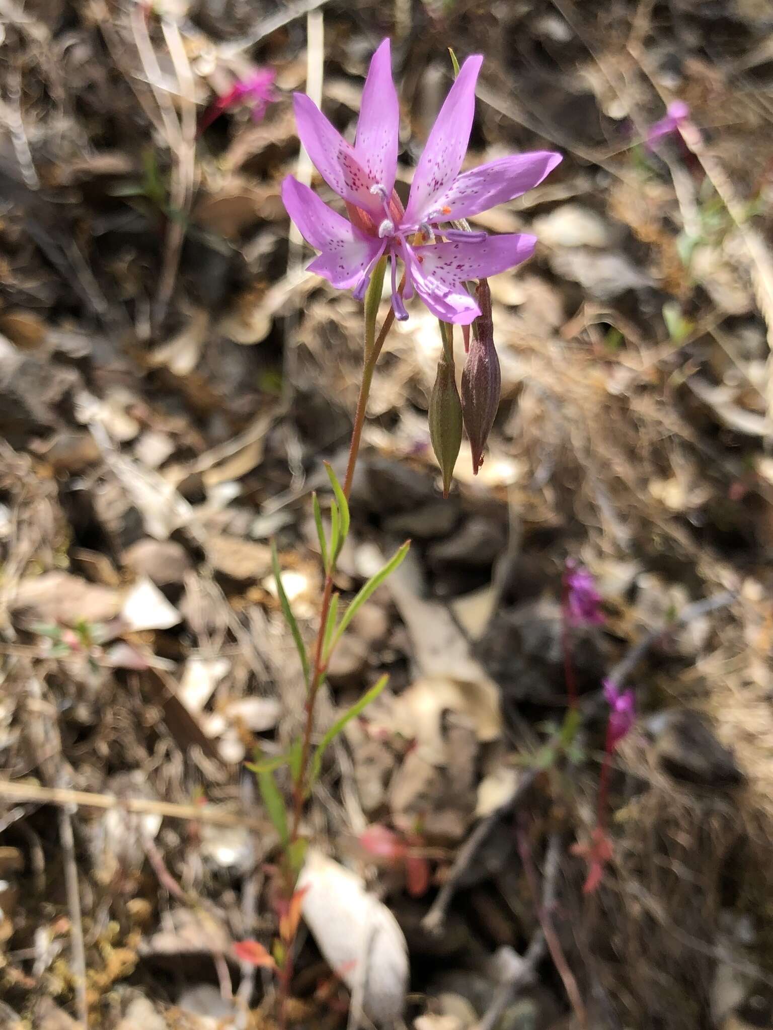 Plancia ëd Clarkia biloba subsp. biloba