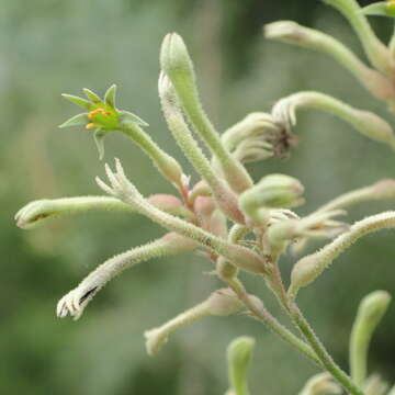 Image of Anigozanthos flavidus Redouté