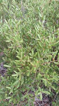 Image of scrub oak