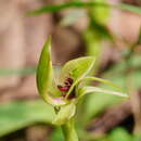 Image of Mountain bird orchid