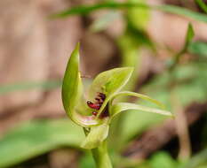 Image of Mountain bird orchid