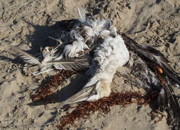 Image of Australasian Gannet