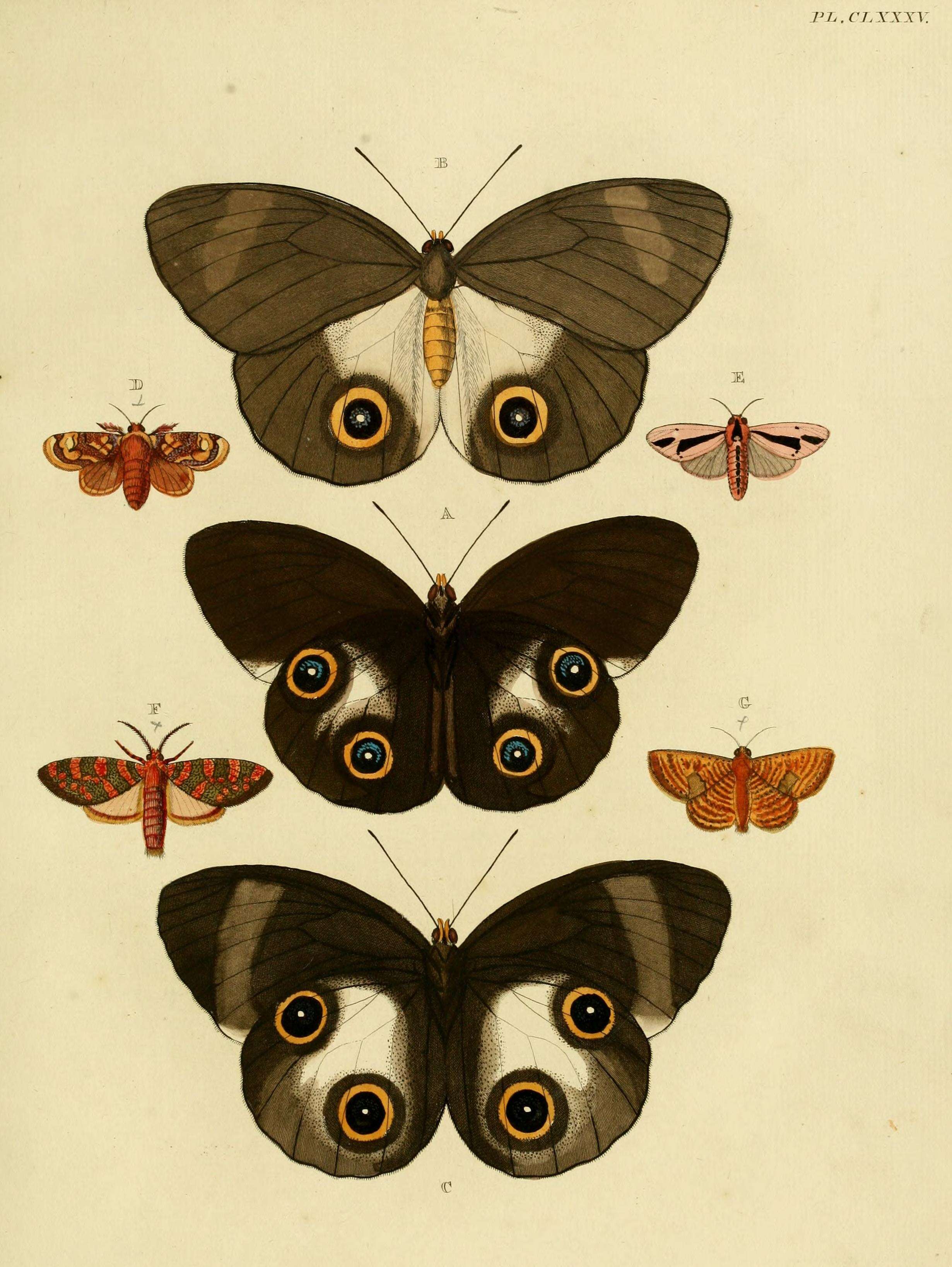 Image of Taenaris urania Linnaeus 1758