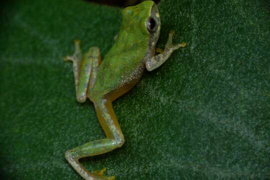 Image of Variable Bush Frog