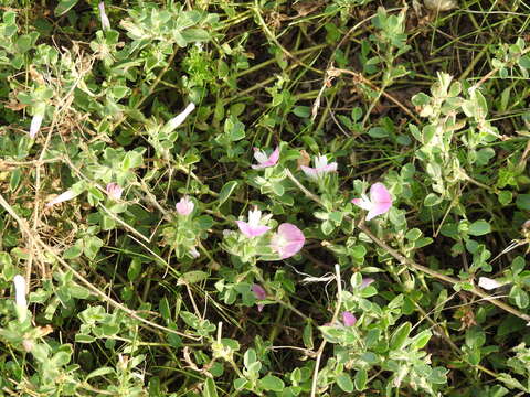 Image of common restharrow