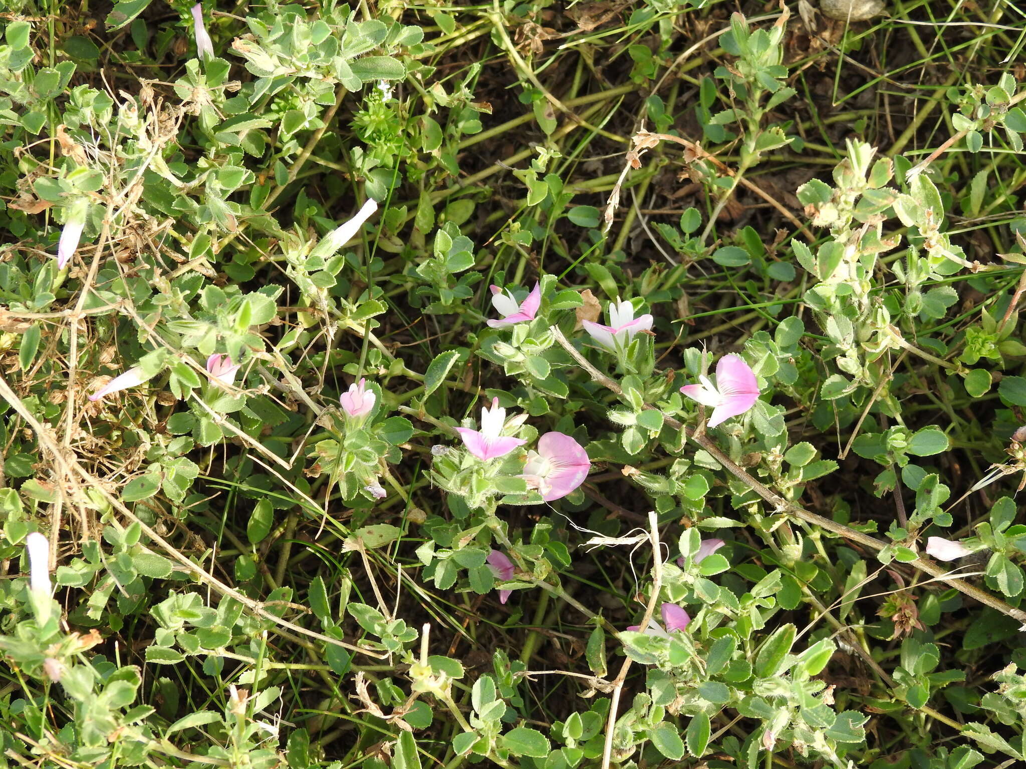 Ononis spinosa subsp. procurrens (Wallr.) Briq.的圖片