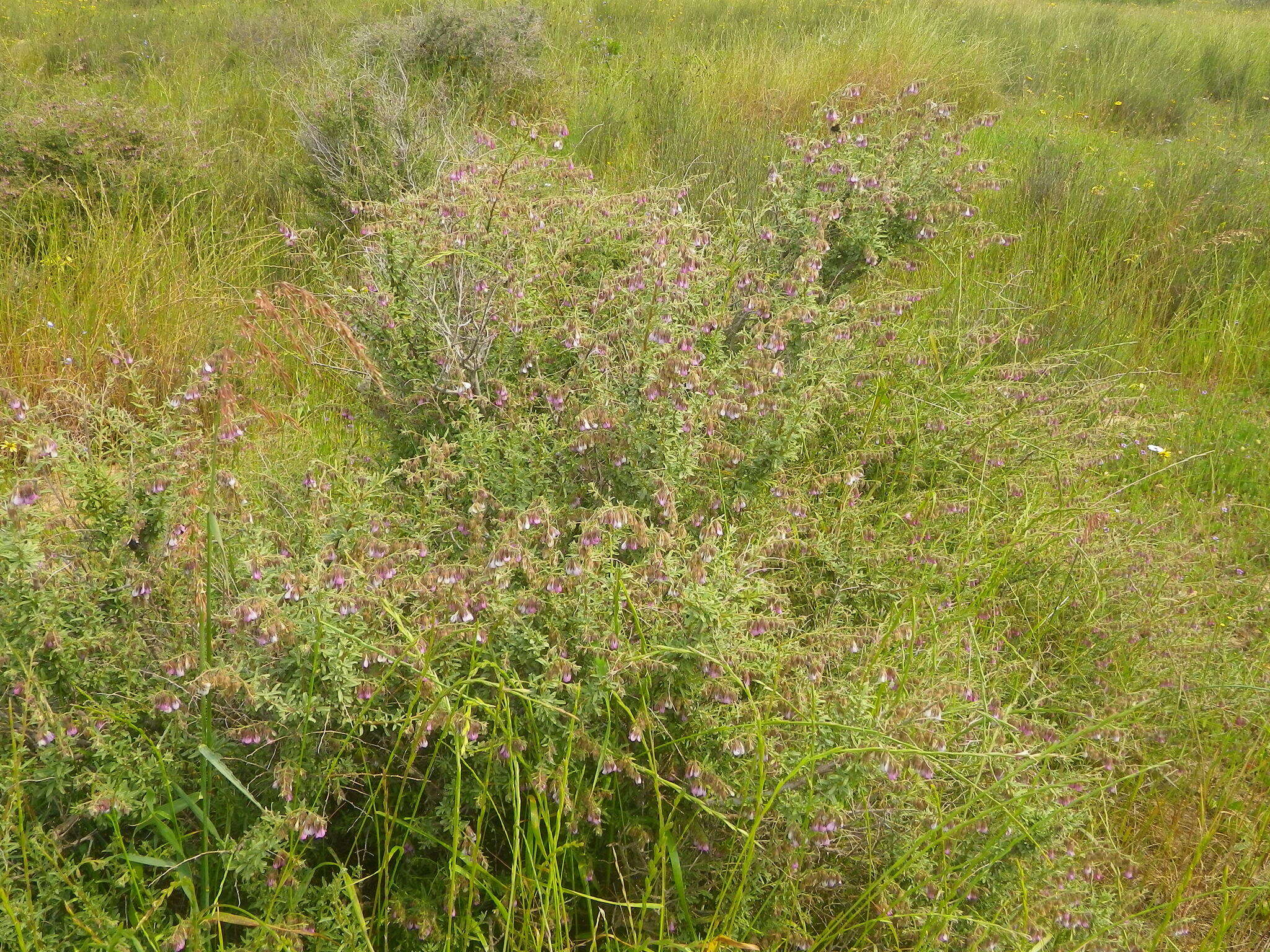 Image de Hermannia trifurca L.