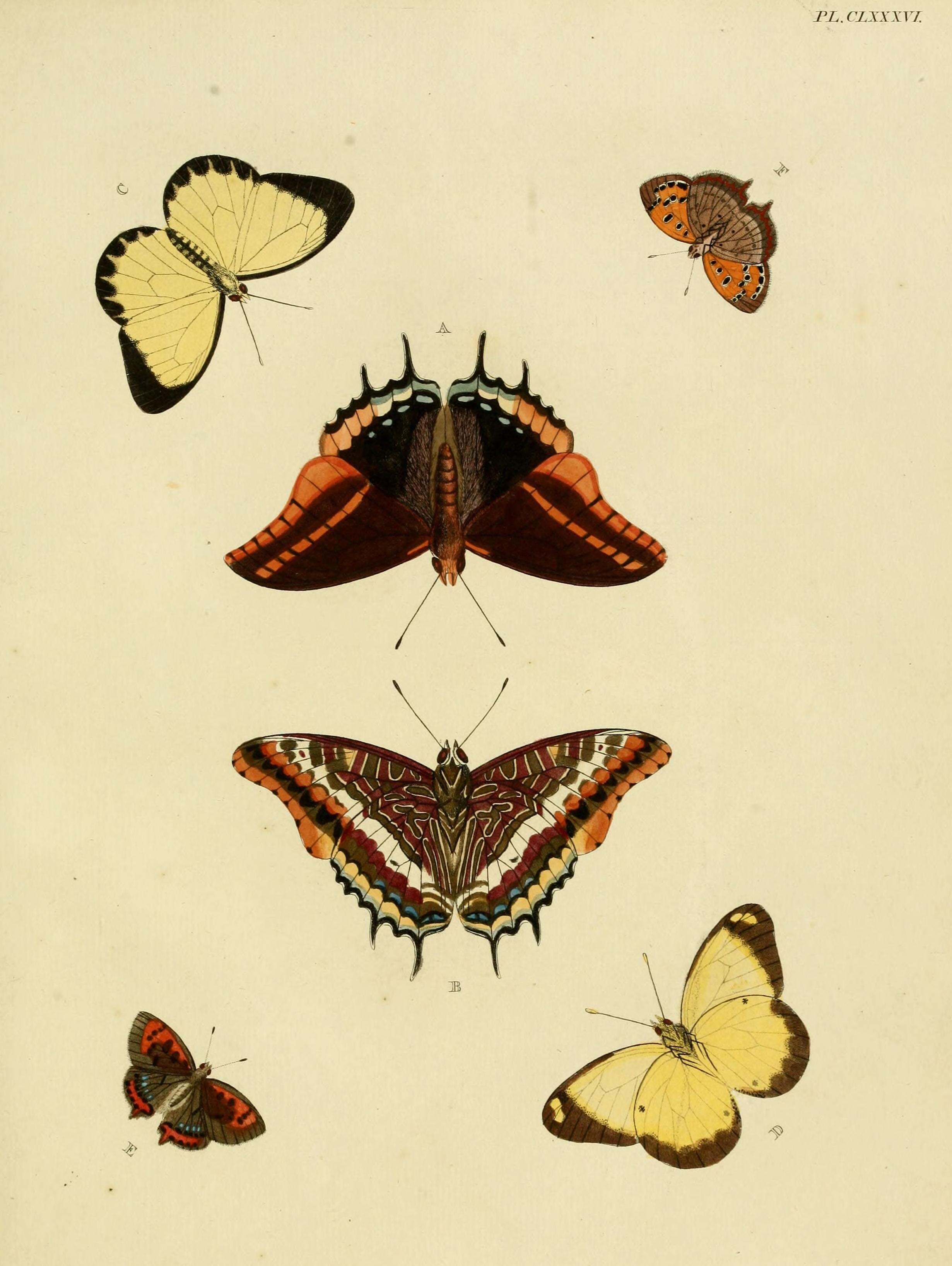 Image of Belenois hedyle (Cramer (1777))