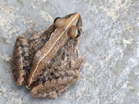 Image of Gray's Stream Frog