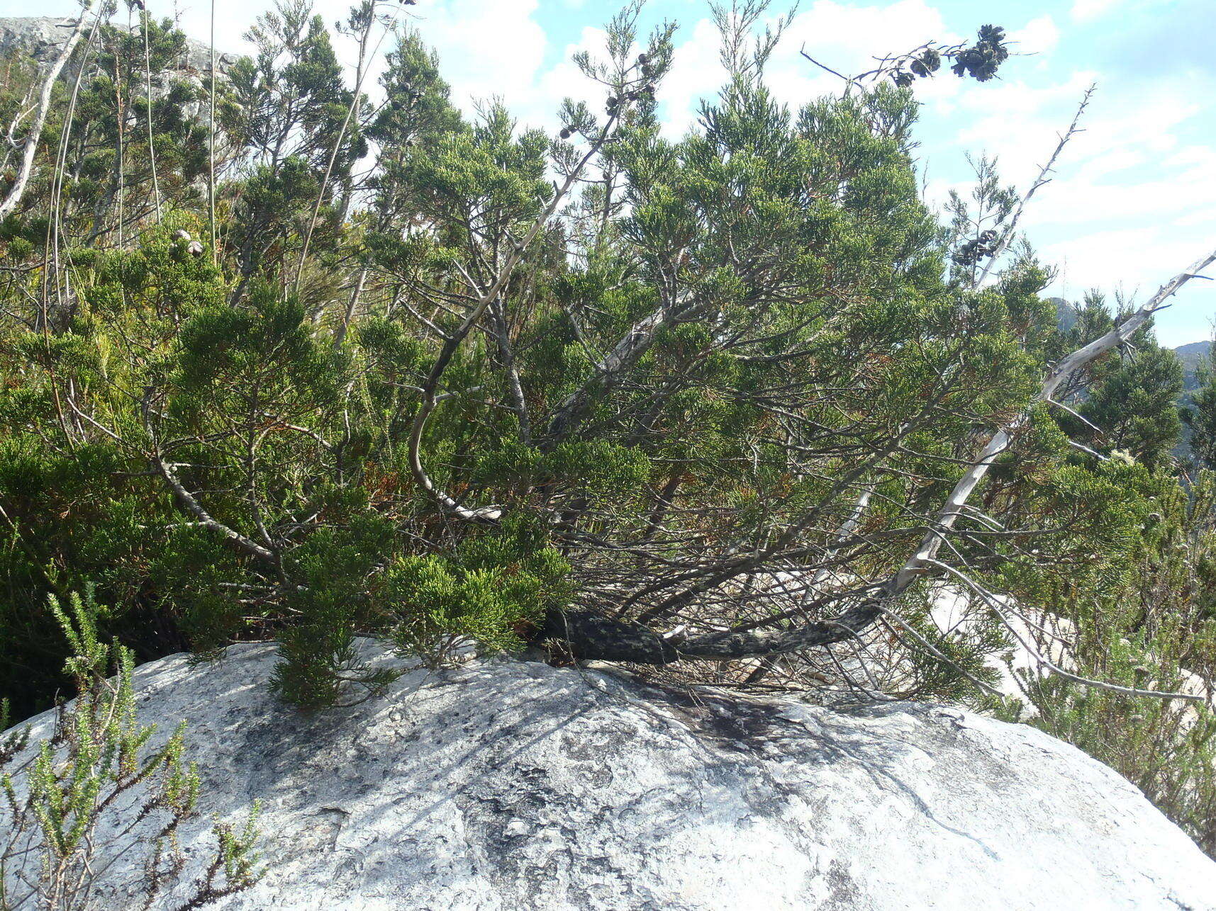 Image of Mountain cedar