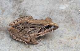 Image of Gray's Stream Frog