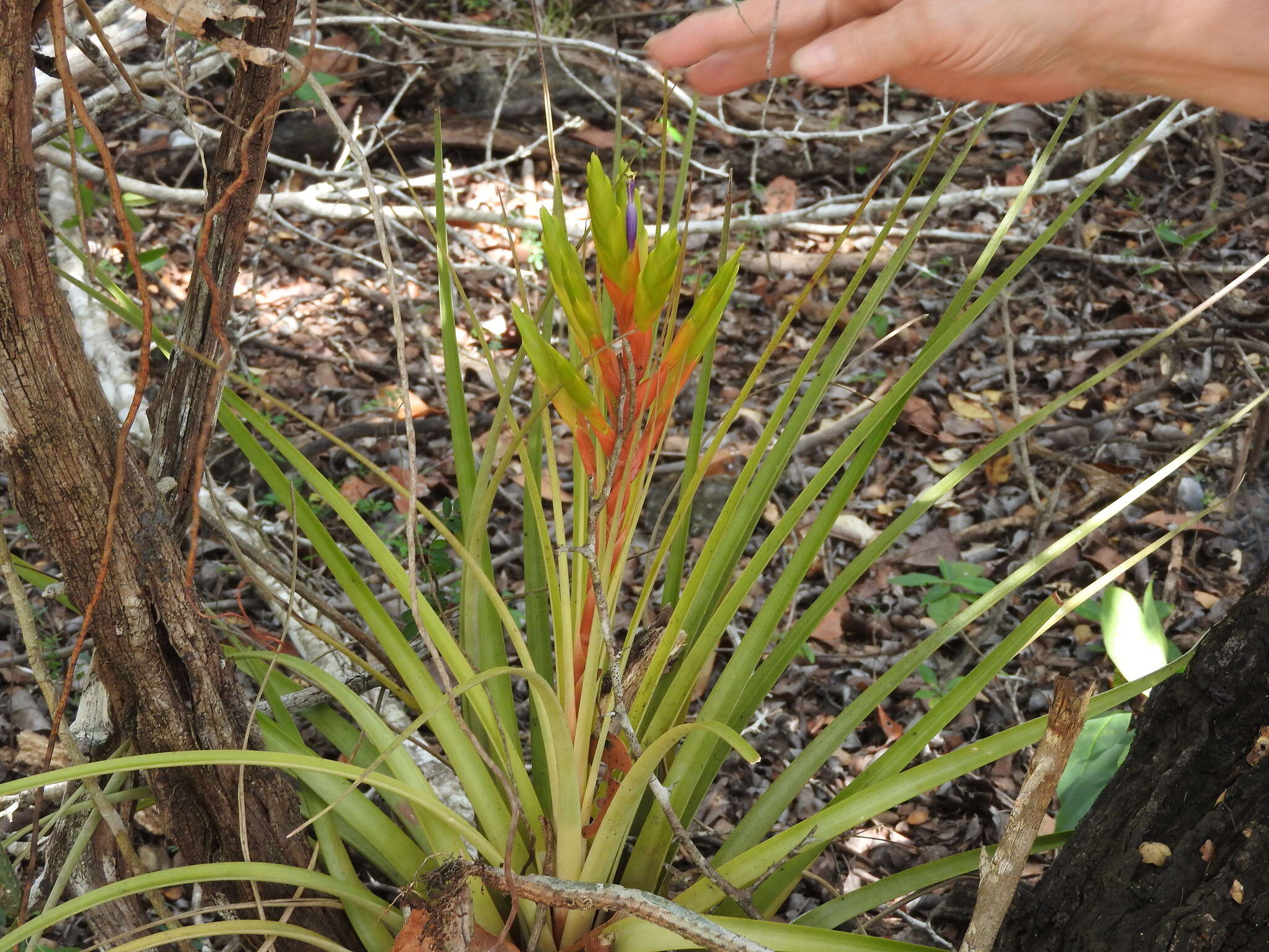 Image of Cardinal Air Plant