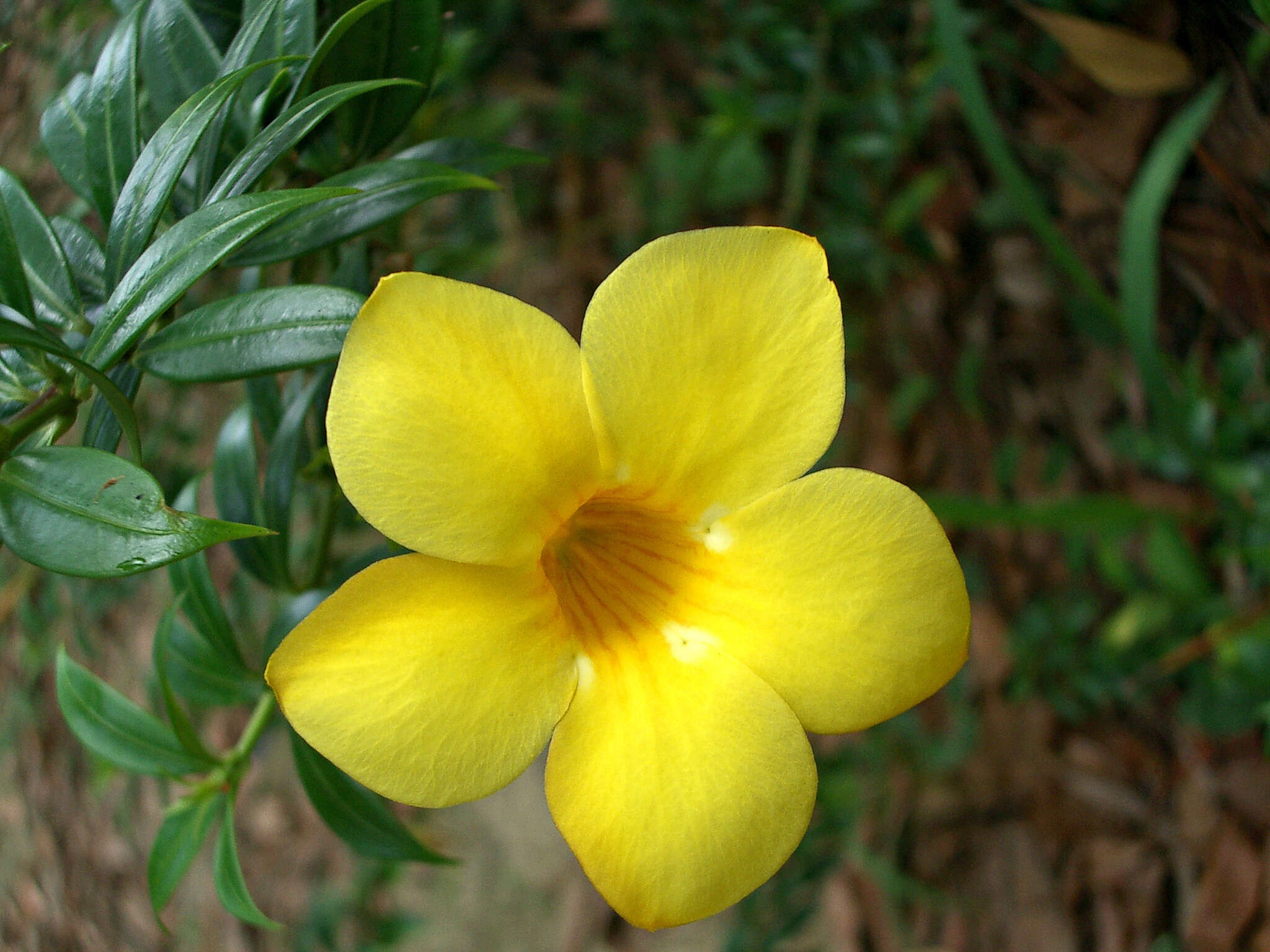 Image of golden trumpet