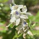 Image of upland larkspur