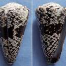 Image of Conus fuscatus Born 1778