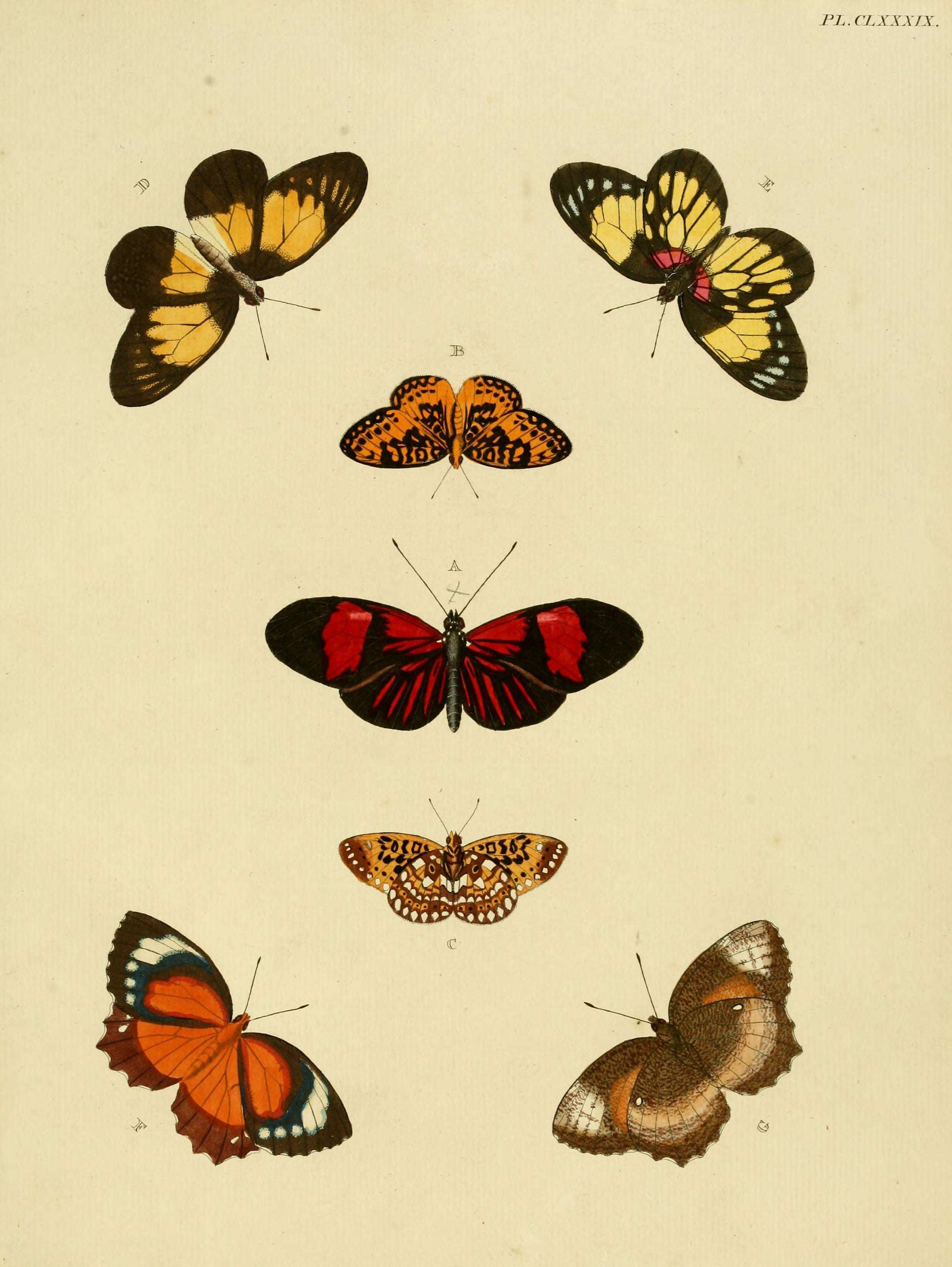 Image of Elymnias hypermnestra Linnaeus 1763