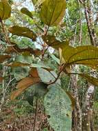 Image of Miconia formosa Cogn.