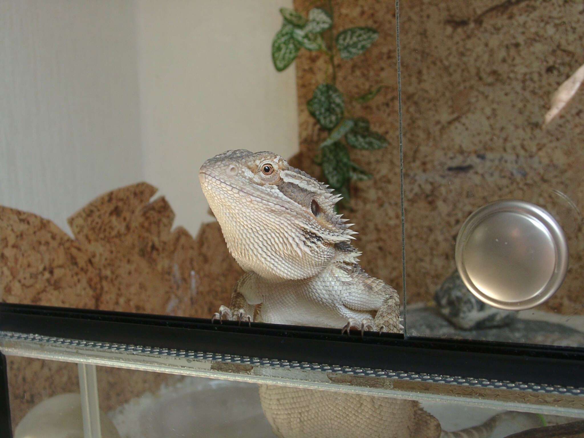 Image of Central bearded dragon