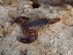 Image of Euscorpius garganicus Caporiacco 1950