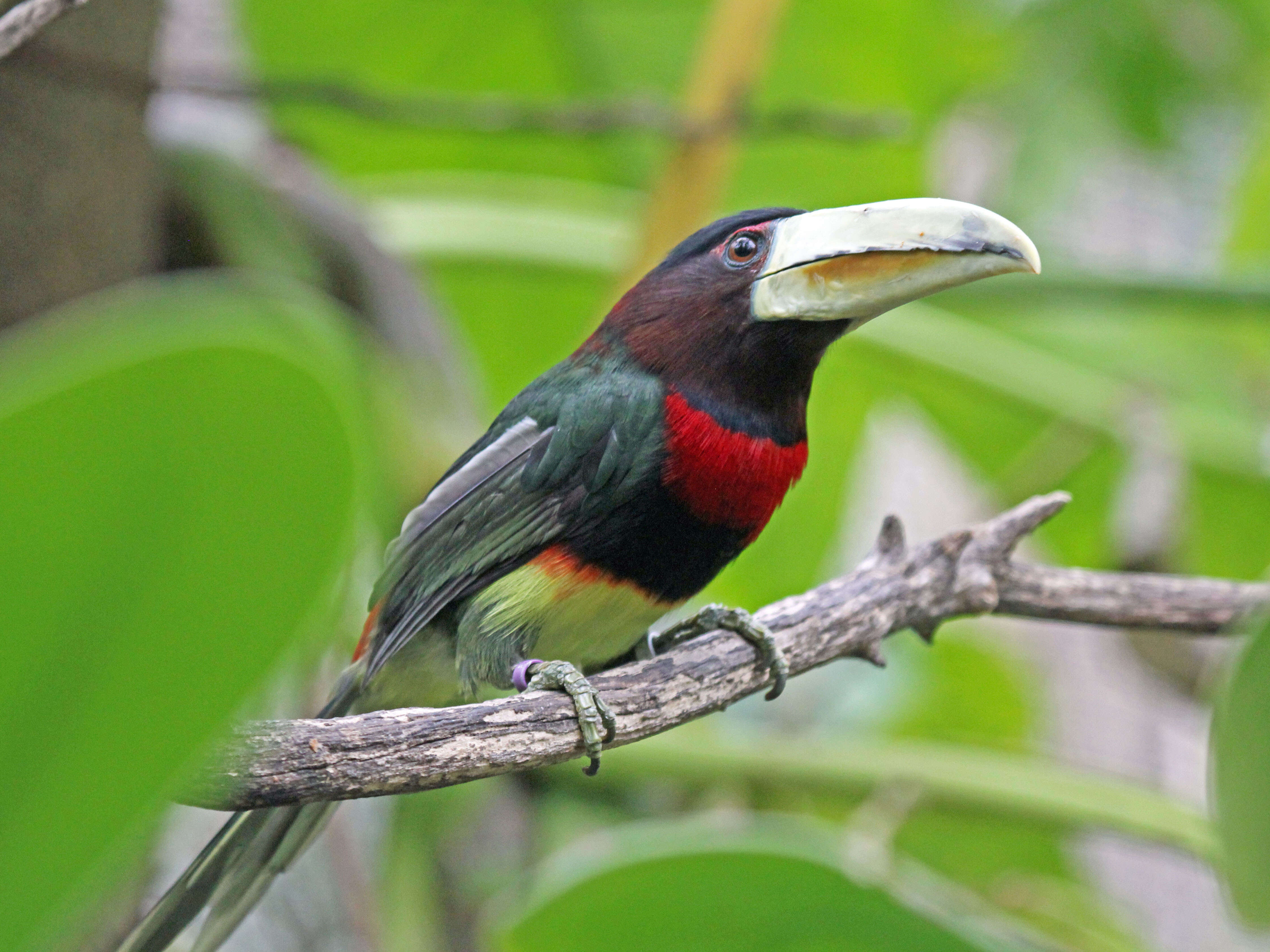 Image of Ivory-billed Aracari