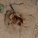 صورة Brachytrupes megacephalus (Lefebvre 1827)