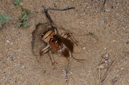 صورة Brachytrupes megacephalus (Lefebvre 1827)