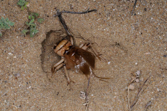 Image of Brachytrupes megacephalus (Lefebvre 1827)