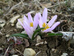 Image of Colchicum androcymbioides (Valdés) K. Perss.