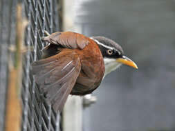 صورة Pomatorhinus montanus Horsfield 1821