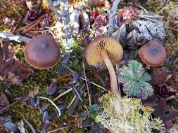 Image of Cortinarius tubarius Ammirati & A. H. Sm. 1972