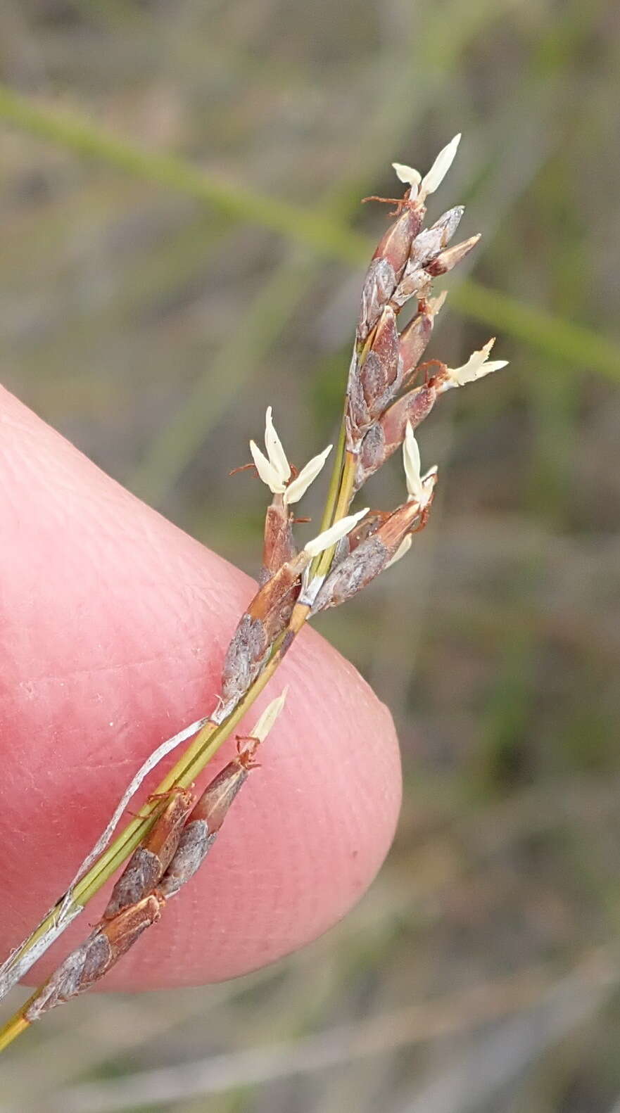 Imagem de Tetraria microstachys (Vahl) H. Pfeiff.