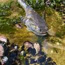 صورة Aphos porosus (Valenciennes 1837)