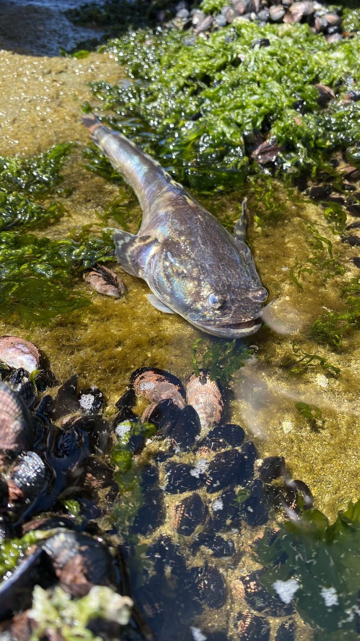 Image of Monkfish
