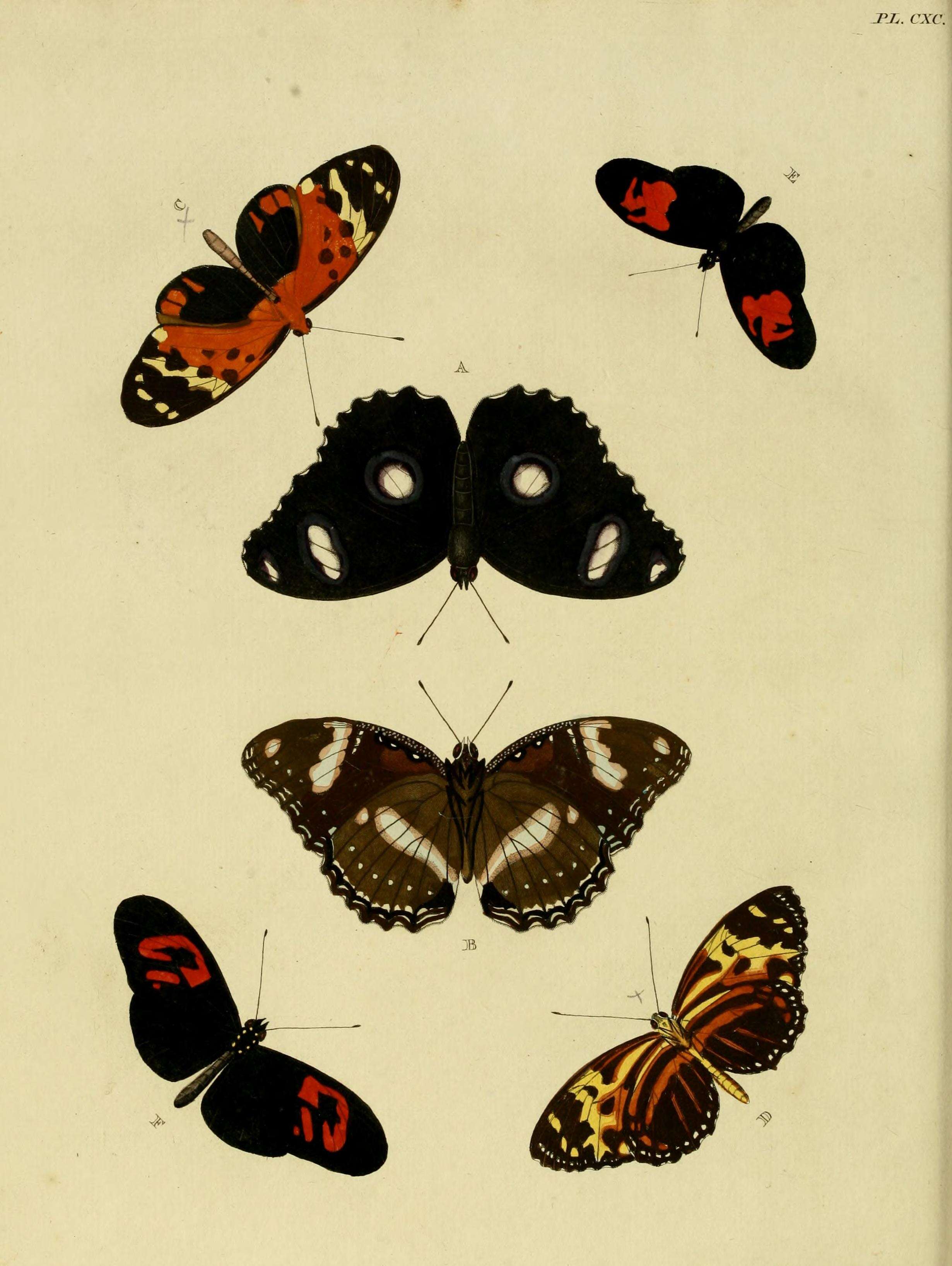 Imagem de Tithorea harmonia Cramer 1779