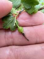 Image de Ribes rotundifolium Michx.