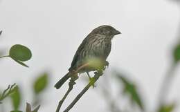 Image of Streaky Seedeater