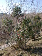 Image of strawberry tree