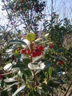 Image of strawberry tree