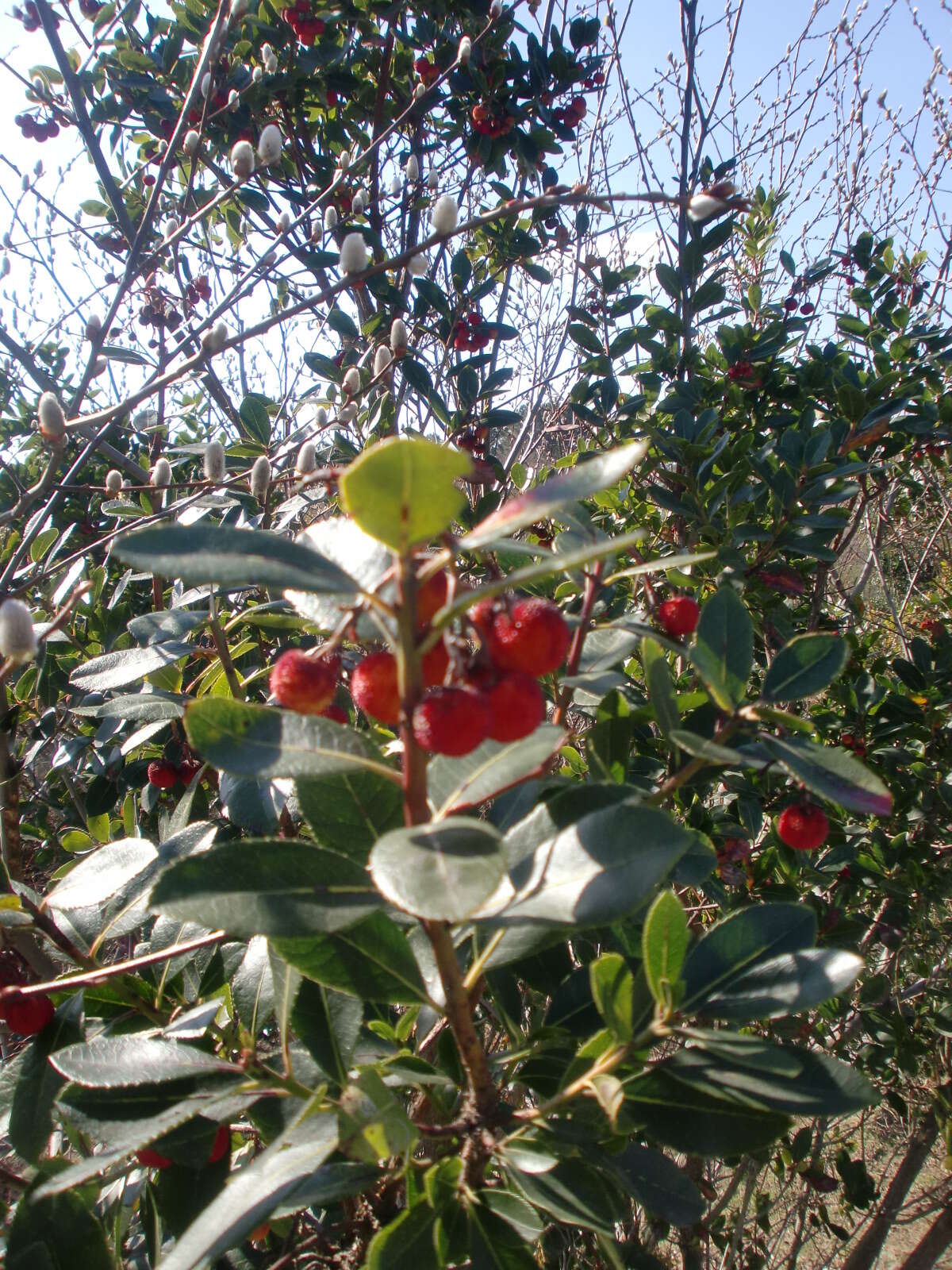 Image of strawberry tree