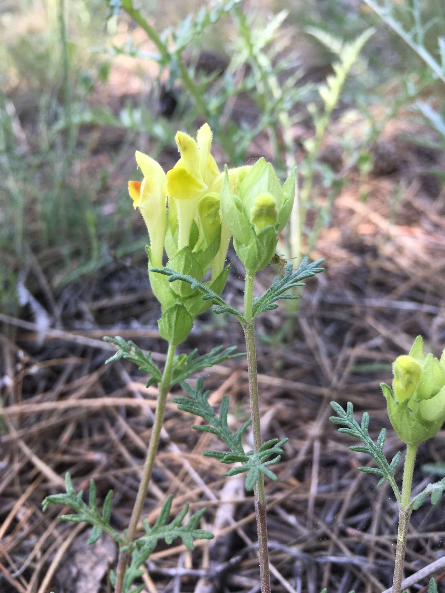 Image of Scutellaria orientalis L.