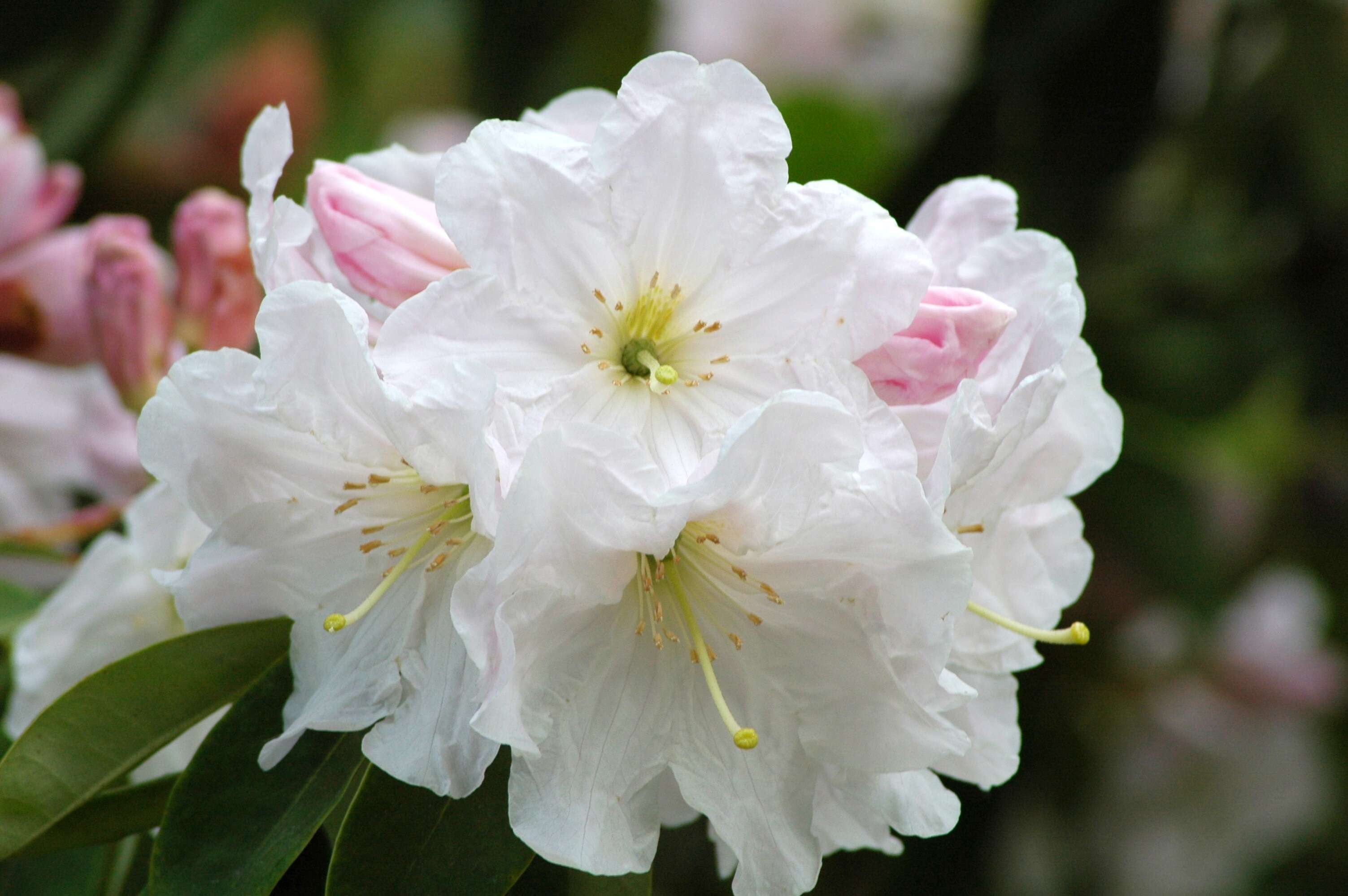 Imagem de Rhododendron fortunei T. Moore ex Lindl.