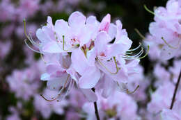 صورة Rhododendron vaseyi A. Gray