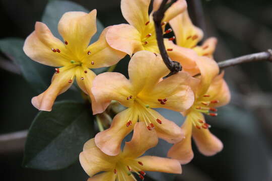 Imagem de Rhododendron macgregoriae F. Muell.