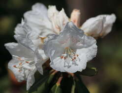 صورة Rhododendron degronianum Carr.