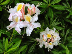 صورة Rhododendron occidentale (Torr. & Gray) A. Gray